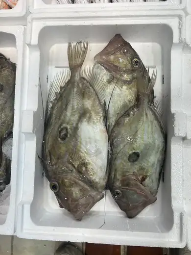 Χριστόψαρο / John Dory