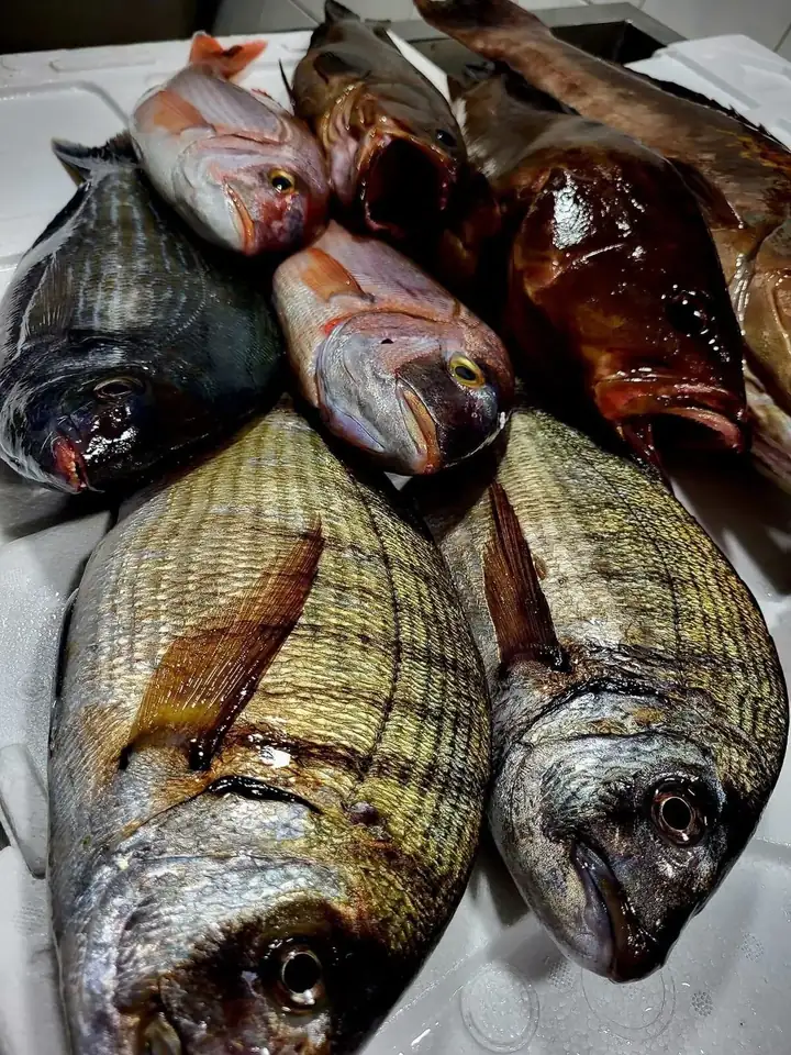 Fresh assorted Mediterranean fish