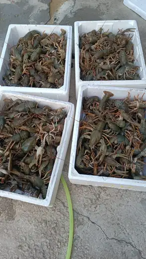 Καραβίδες γλυκού νερού / Freshwater crayfish