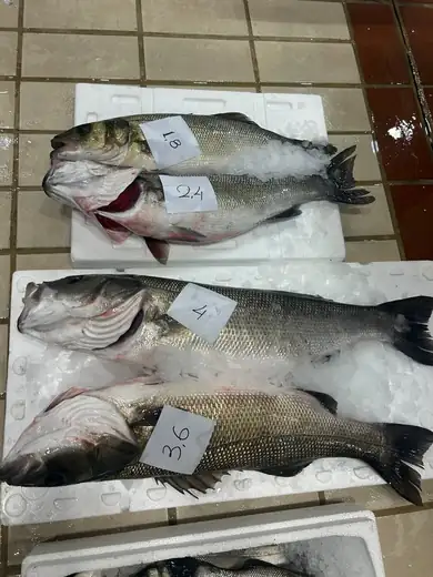 Λαβράκι / Sea bass