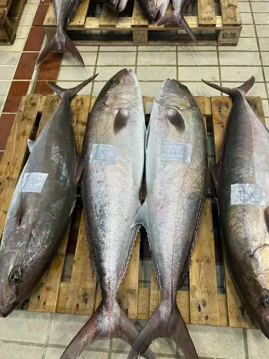 Μαγιάτικο / Amberjack