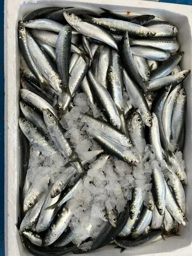 Σαρδέλες / Sardines