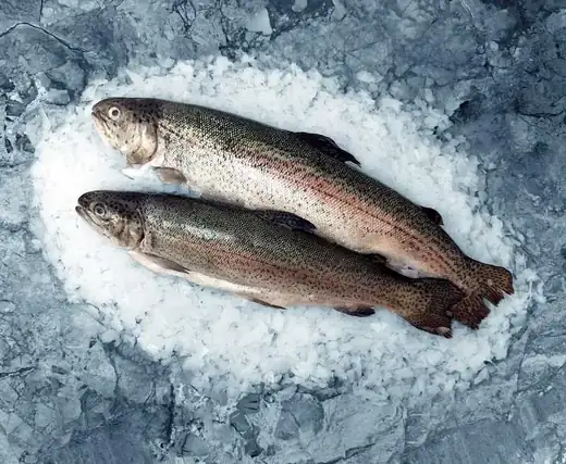Πέστροφα / Trout