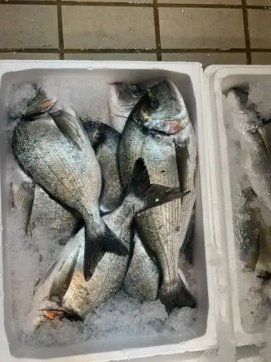 Τσιπούρα / Sea bream
